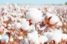 The soft and fluffy world of cotton