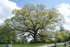 Why Building with Oak Helps Reduce Your Carbon Footprint