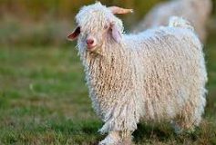 Five Popular Types of Wool